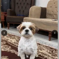 سگ‌ پا کوتاه نژاد ماتیز