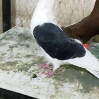 پشت کاکلی نر