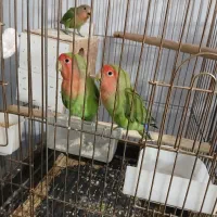 طوطی برزیلی|پرنده|مشکین‌دشت, |دیوار
