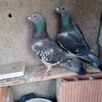 کفتر پلاکی اصل مصافتی جفت