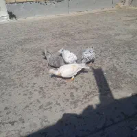 پرنده