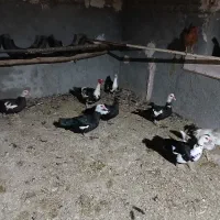 اردک اسرائیلی|حیوانات مزرعه|قم, نخودی|دیوار