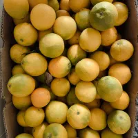 پرتقال شمال درجه یک