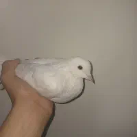 کفتر سفیر مهر ماده