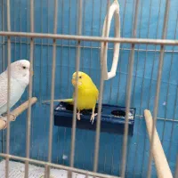 یک جفت مرغ عشق