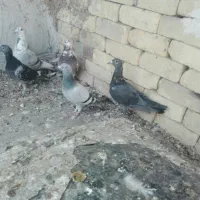 کبوترپلاکی|پرنده|فسا, |دیوار