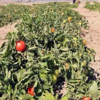 گوجه خوش طعم و با کیفیت چشمه گیلاس
