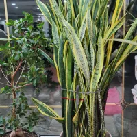 گل سانسوریا بفروش میرسد|گل و گیاه طبیعی|رشت, لاکان|دیوار