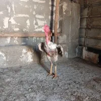 خروس