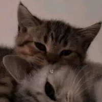 گربه حمایتی