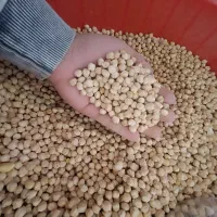 نخود کرمانشاه