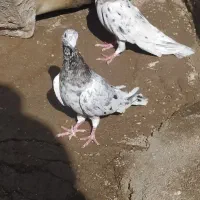 کفتر هفرنگ آس|پرنده|ضیاء آباد, |دیوار