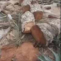 قطع درختان مزاحم شما