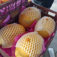 کاهو ایسبرگ دزفول نو بر|خدمات باغبانی و درختکاری|آستارا, |دیوار