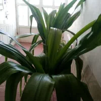 دو عدد گل ذرتی بزرگ