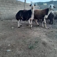 بره قوچ پلنگی