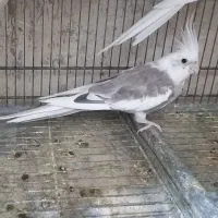 عروس هلندی بالغ آماده جفت|پرنده|هشتگرد, هیو|دیوار