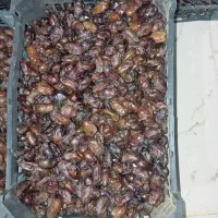 آرما