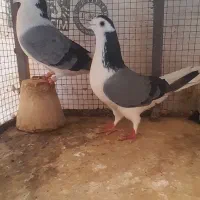 چندجفت دستگردی