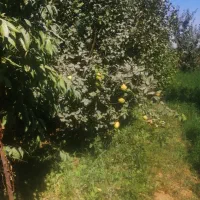 فروش هیوا