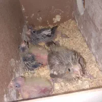 عروس هلندی|پرنده|مشهد, طرق|دیوار