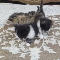 بچه گربه پرشین میکس 2 ماهه|گربه|ارومیه, |دیوار