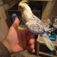 عروس هلندی|پرنده|جونقان, |دیوار