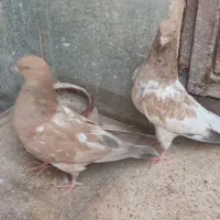 کله ای طلایی