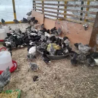 جوجه گلین و فرانسوی