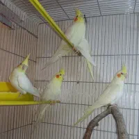 عروس هلندی با کیفیت لوتینو یکساله به بالا|پرنده|شاهینشهر, فیض|دیوار