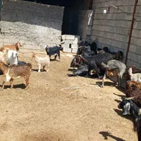 بز خشک|حیوانات مزرعه|کوهدشت, |دیوار