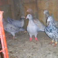 کبوتر هفترنگ نر و ماده