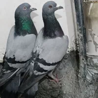 3 عدد کبوتر 2 عدد نامه بر مسافتی صحرای وه یه طوقی