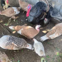 بوقلمون های نر و ماده