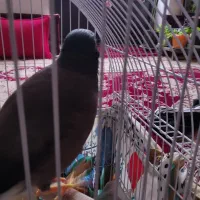 مینا افغانی|پرنده|تربت‌حیدریه, بالا ولایت|دیوار