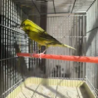 قناری رسمی بلند نر سرخ سبز چغندری|پرنده|جرقویه, |دیوار