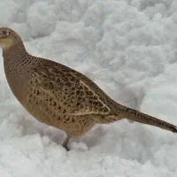 پرنده تزیئنی|حیوانات|بجنورد, |دیوار