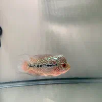 فلاور کامفا f2|ماهی|تهران, فلسطین (میدان انقلاب)|دیوار