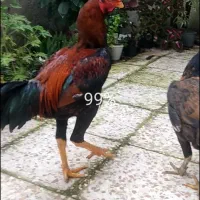 مرغ و خروس لاری