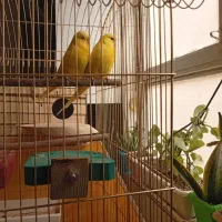 مرغ عشق انگلیسی|پرنده|فردیس, داوری|دیوار