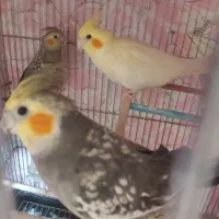 مرغ عشق و عروس هلندی مولد دستی