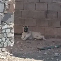 کوچوک ماده