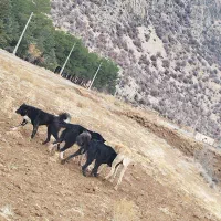 واگذاری سگ گله