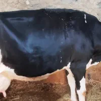 گاوسیمنتال گوشتی جوان ۵۲۰کیلووزن.آماده برای تلقیح