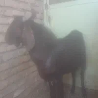 چاووش تکه