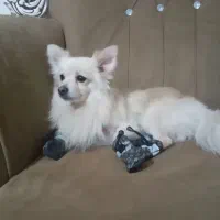 پامرین روباهی