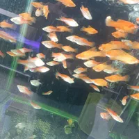 کالرویدو (گلوفیش)|ماهی|اصفهان, فجر|دیوار