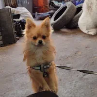 سگ گمشده|حیوانات|سبزوار, قلعه‌نو دهزار|دیوار