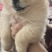 واگذاری سگ چاو چاو