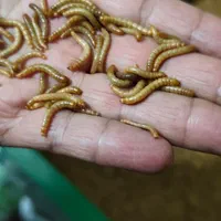 کرم میل ورم